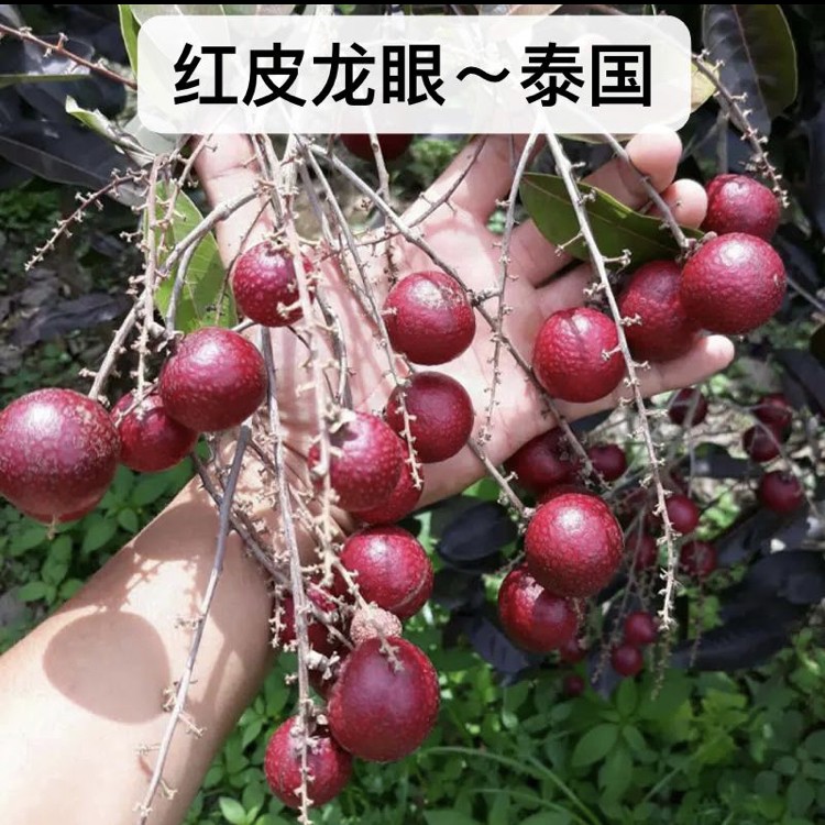 泰国红皮龙眼石硖龙眼苗四季龙眼乒乓龙眼正宗嫁接苗带土带叶子