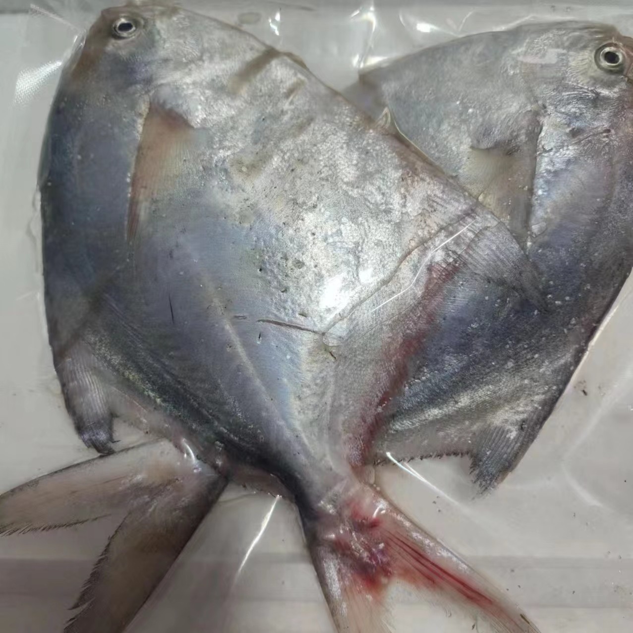 无品牌银鲳鱼，吕四鲳鱼，新鲜鲳鱼，冰鲜银鲳鱼