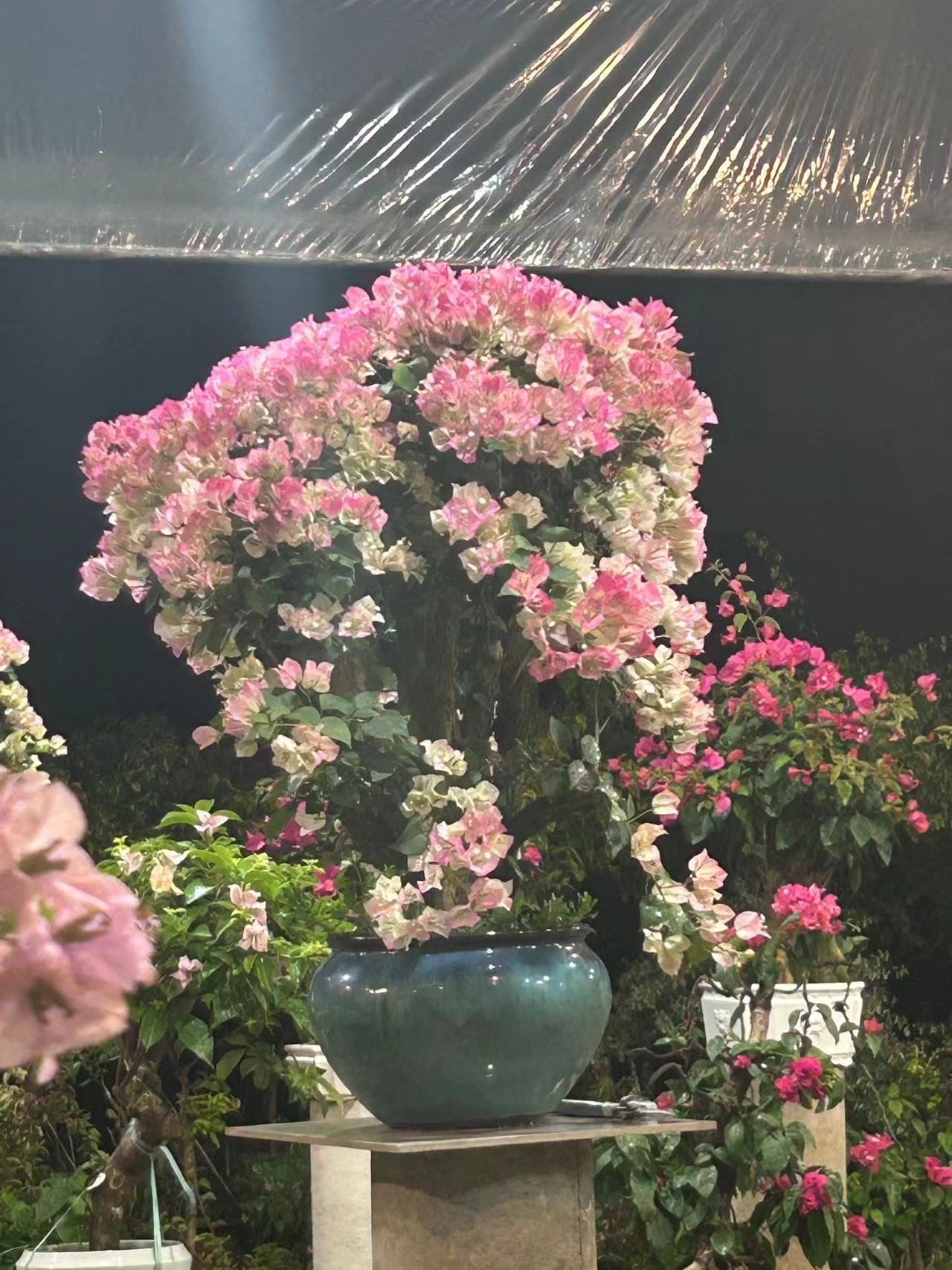 绿叶樱花#易活耐旱开花养护落花施肥生长可选养植