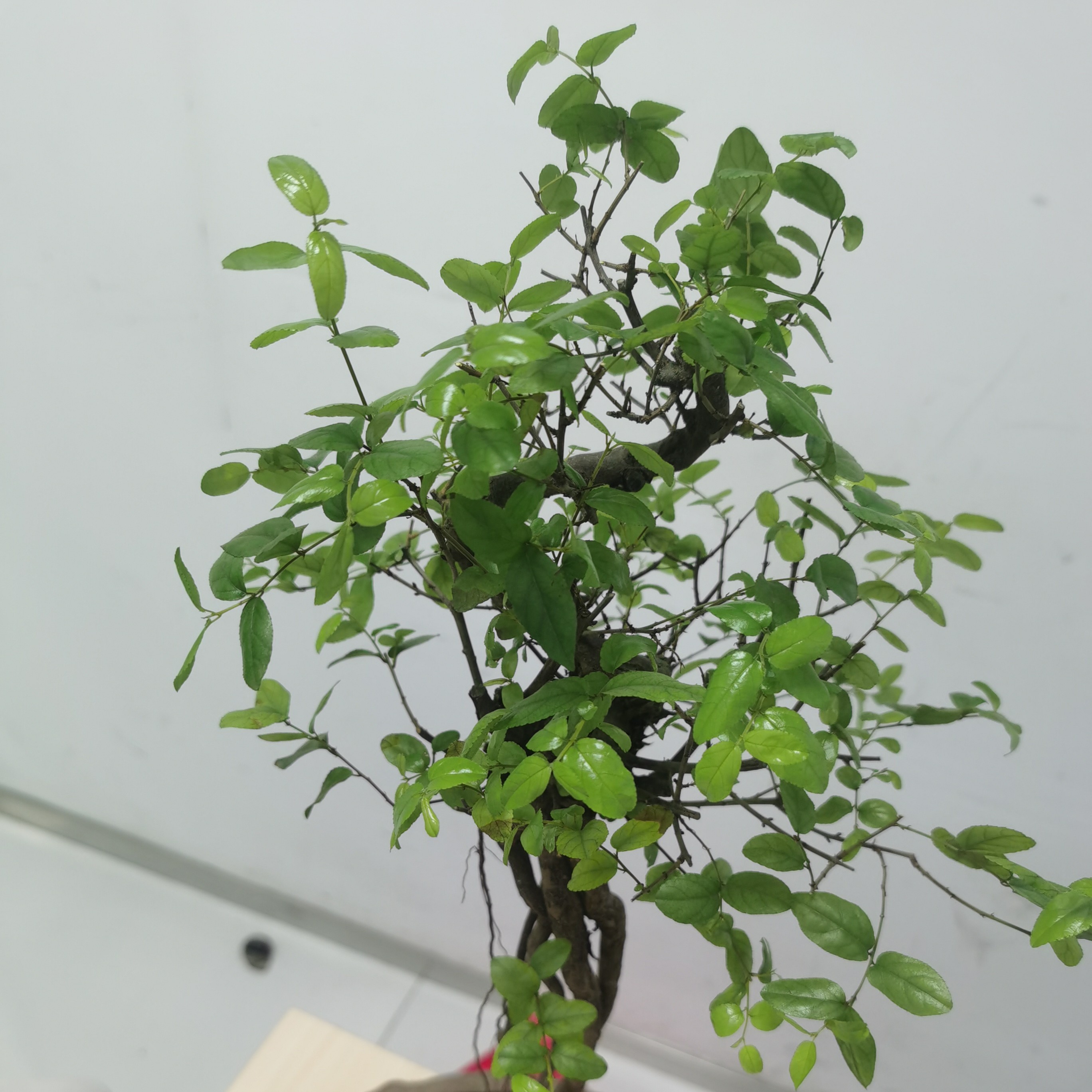 泰山深山矮桩造型小叶榆、好养、室内，室外都可以