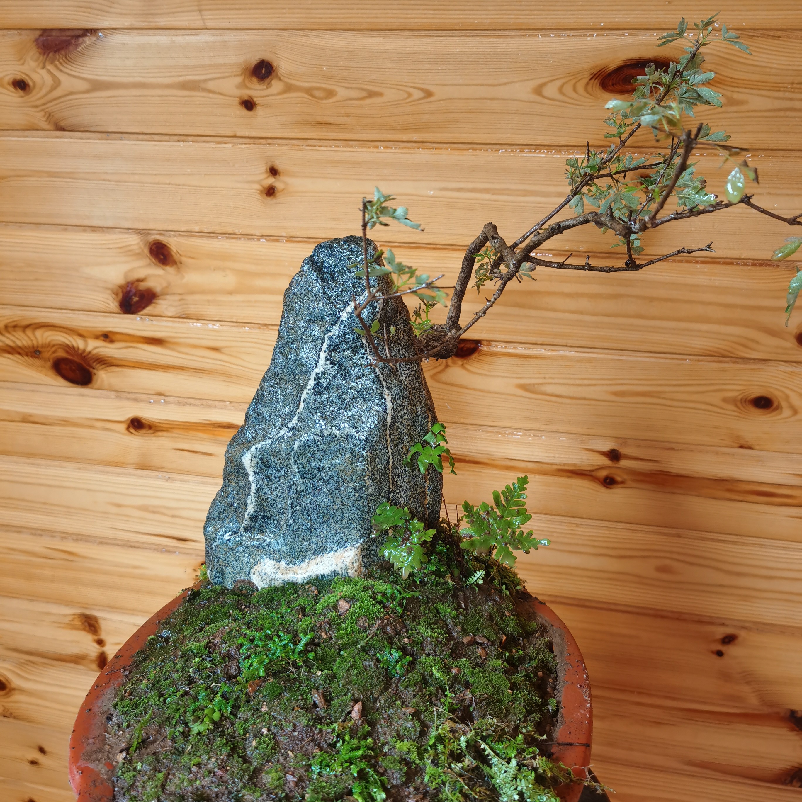 泰山老桩黄荆、造型黄芦、造型小叶榆