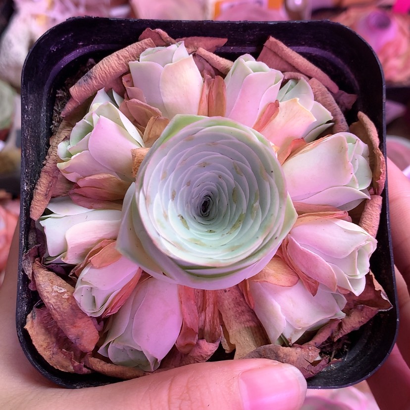 【闪购商品】小玉446