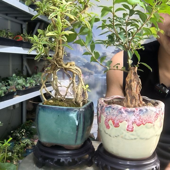 九*_小盆景小植物一物一拍214