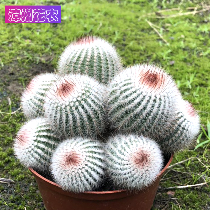 多头开花仙人球群生银光锦办公室防辐射桌面组合盆栽多肉植物批发