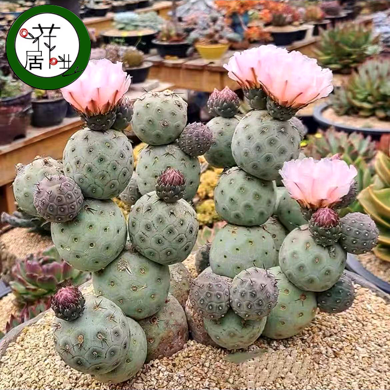 粉花习志野团扇仙人掌稀有品种室内电脑阳台米奇红太古仙人掌清仓