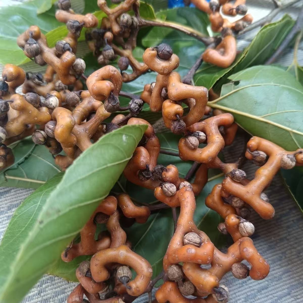 贵州拐枣新鲜现摘野生拐枣万寿果金钩子鸡爪梨生吃泡酒