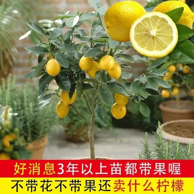 香水柠檬苗 尤利克柠檬树苗盆栽阳台室内植物带果四季结果 果树苗