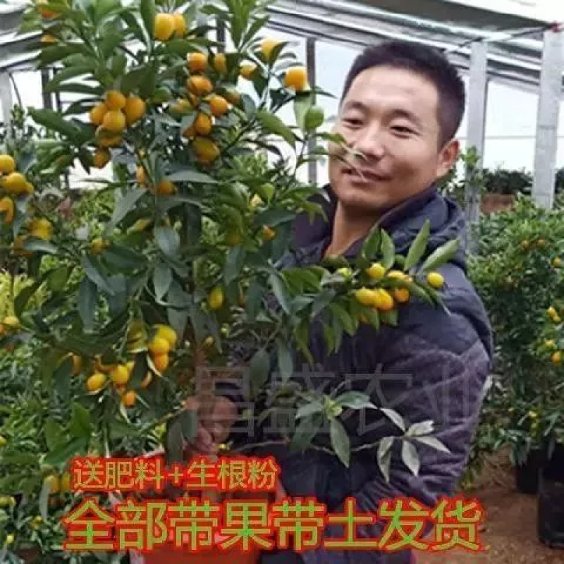 带果带土 金桔盆栽树苗 四季果树食用小金桔子苗脆皮金橘室内植物