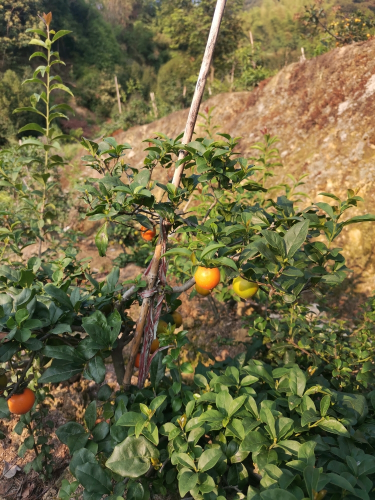 金弹子花卉园林家庭盆栽