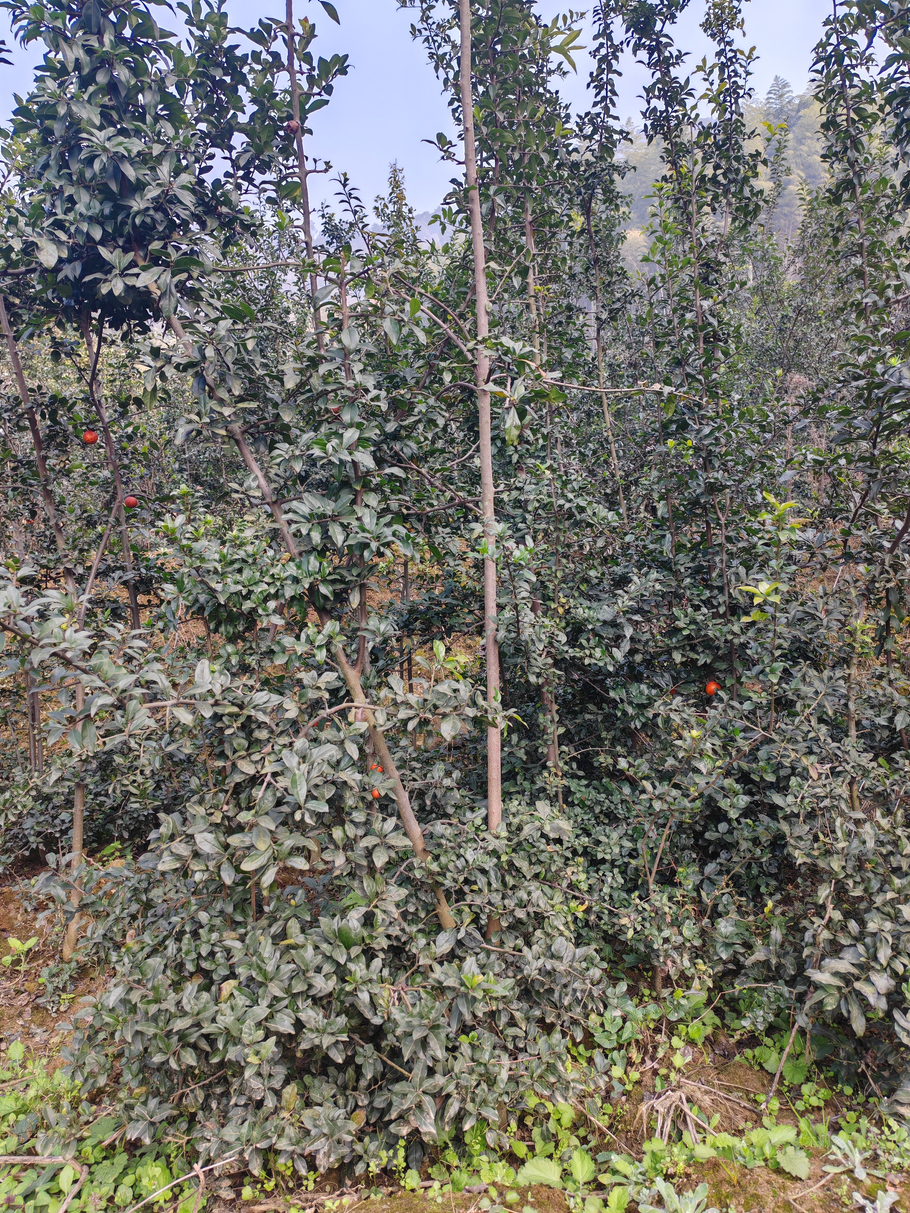 金弹子原生桩，籽播苗，移栽苗