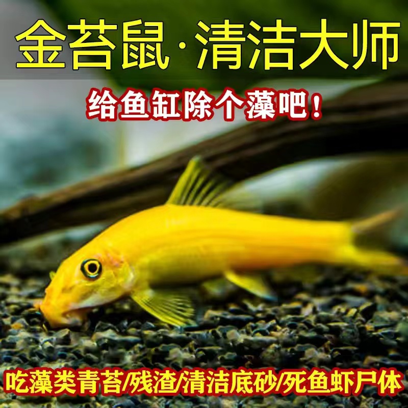 清道夫金苔鼠淡水鱼清洁鱼缸藻类残渣鱼粪工具鱼热带观赏鱼吃粪便