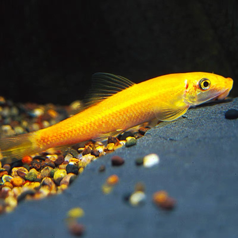 金苔鼠热带除藻工具鱼