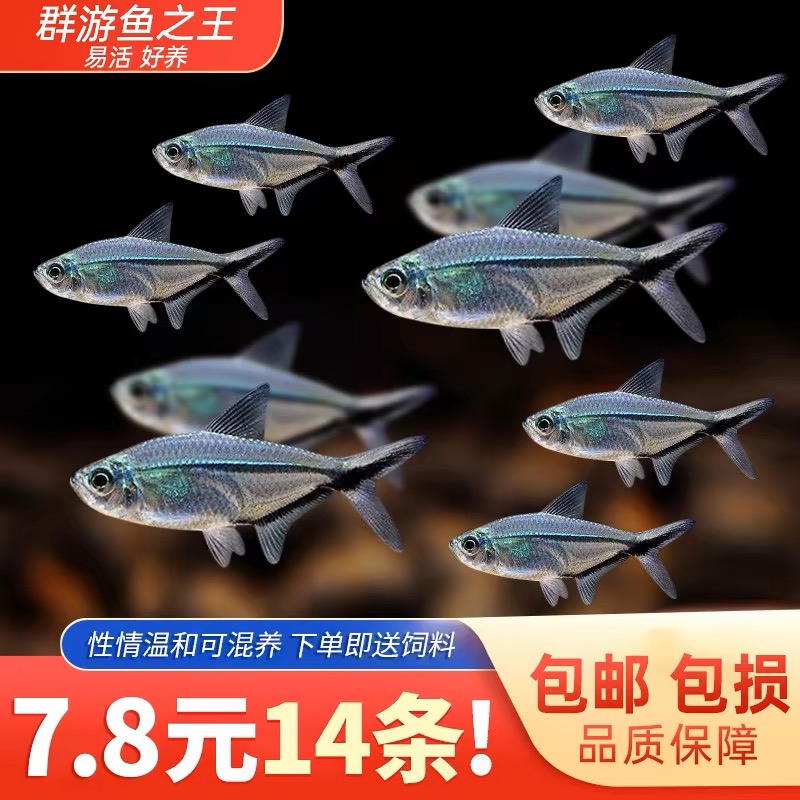 【群游之王】黑尾大勾鱼群游鱼草缸小型热带鱼扯旗鱼观赏鱼灯科鱼