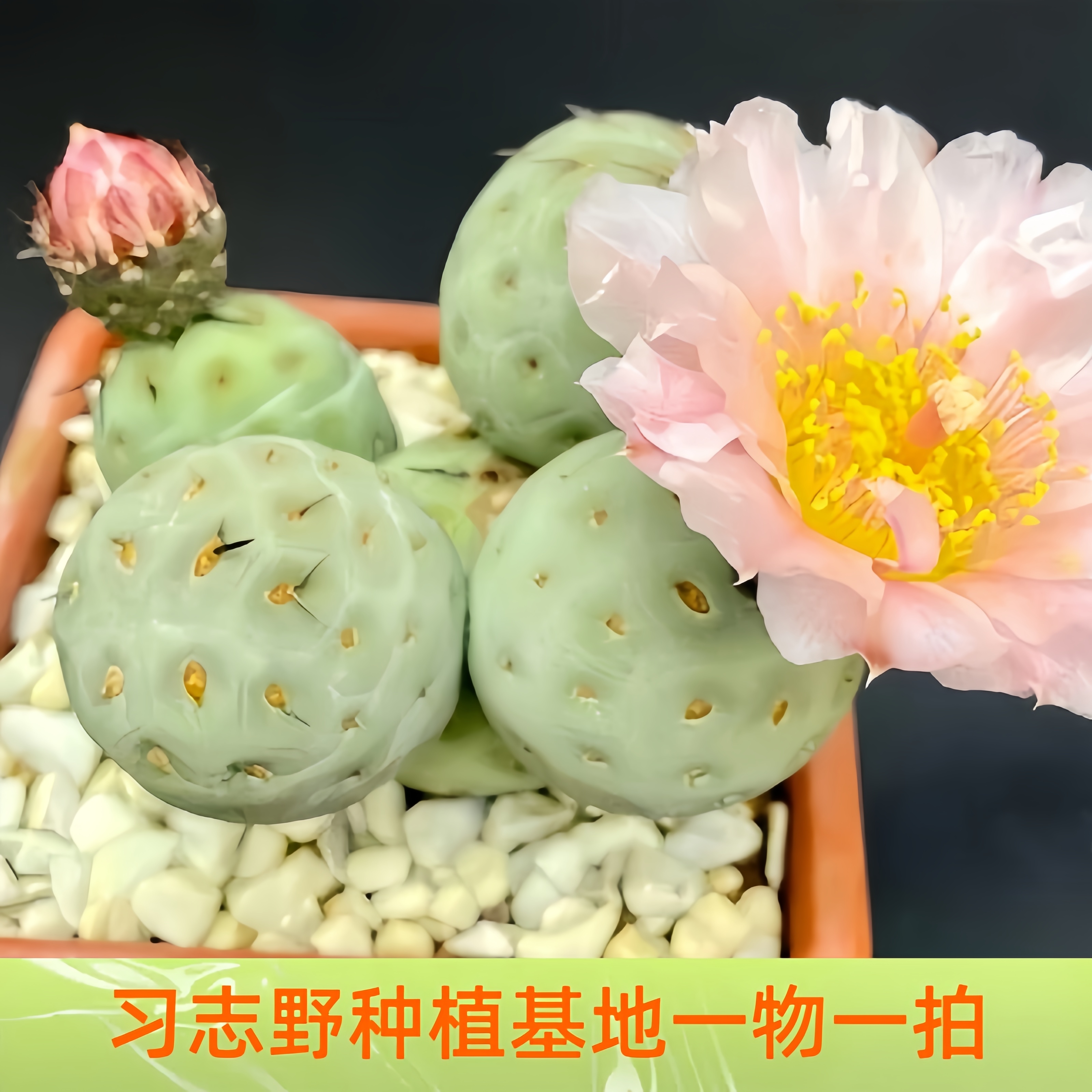 （嫁接单头）习志野实生根嫁接多头群生仙人球多肉一物一拍仙人掌