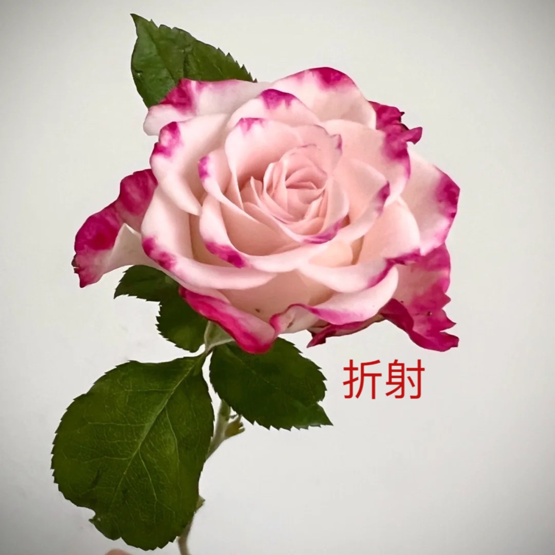 丰亦花卉——禁忌感官 月季玫瑰 绿植盆栽 基地直发夏季春季客厅