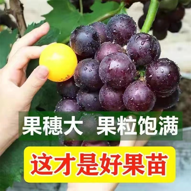 【放心通拍】正宗盆栽地载成活南北方种植带盆带花苞果树苗出售直播