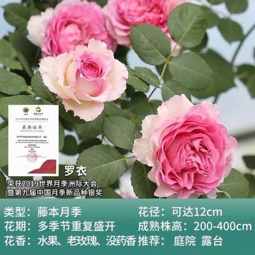 无刺爬藤蔷薇花浓香特大花四季开花藤本月季罗衣庭院阳台花墙拱门