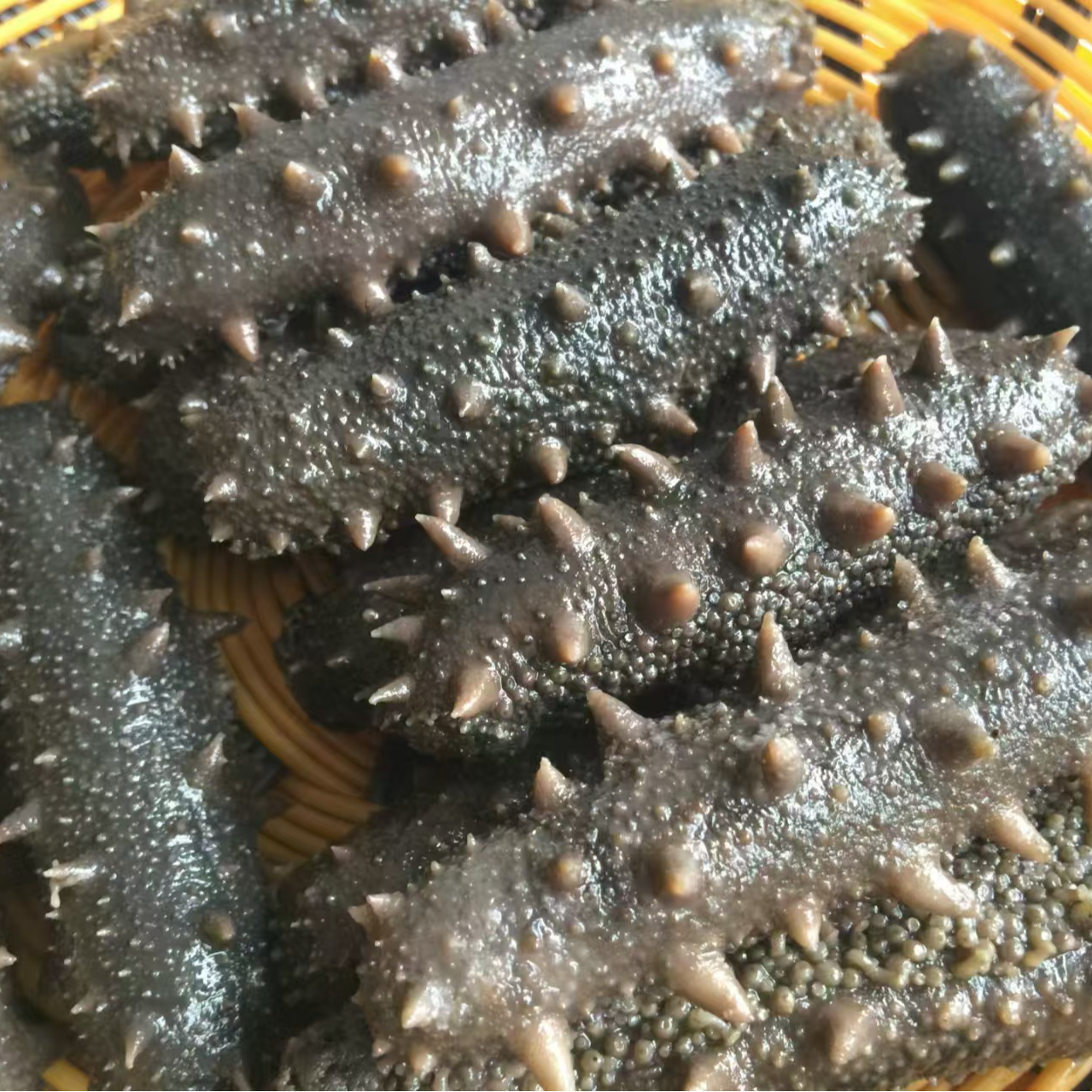 大连拉缸盐鲜海参【10-20头/500g】