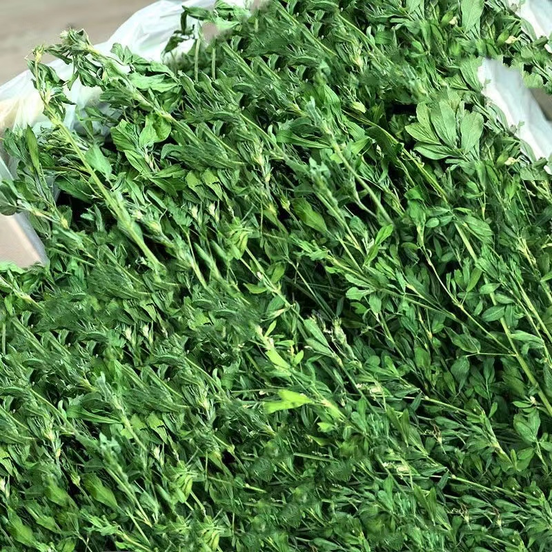 苜蓿草紫花苜蓿草饲料幼兔兔子草龙猫草荷兰猪草牧草兔粮苜宿草
