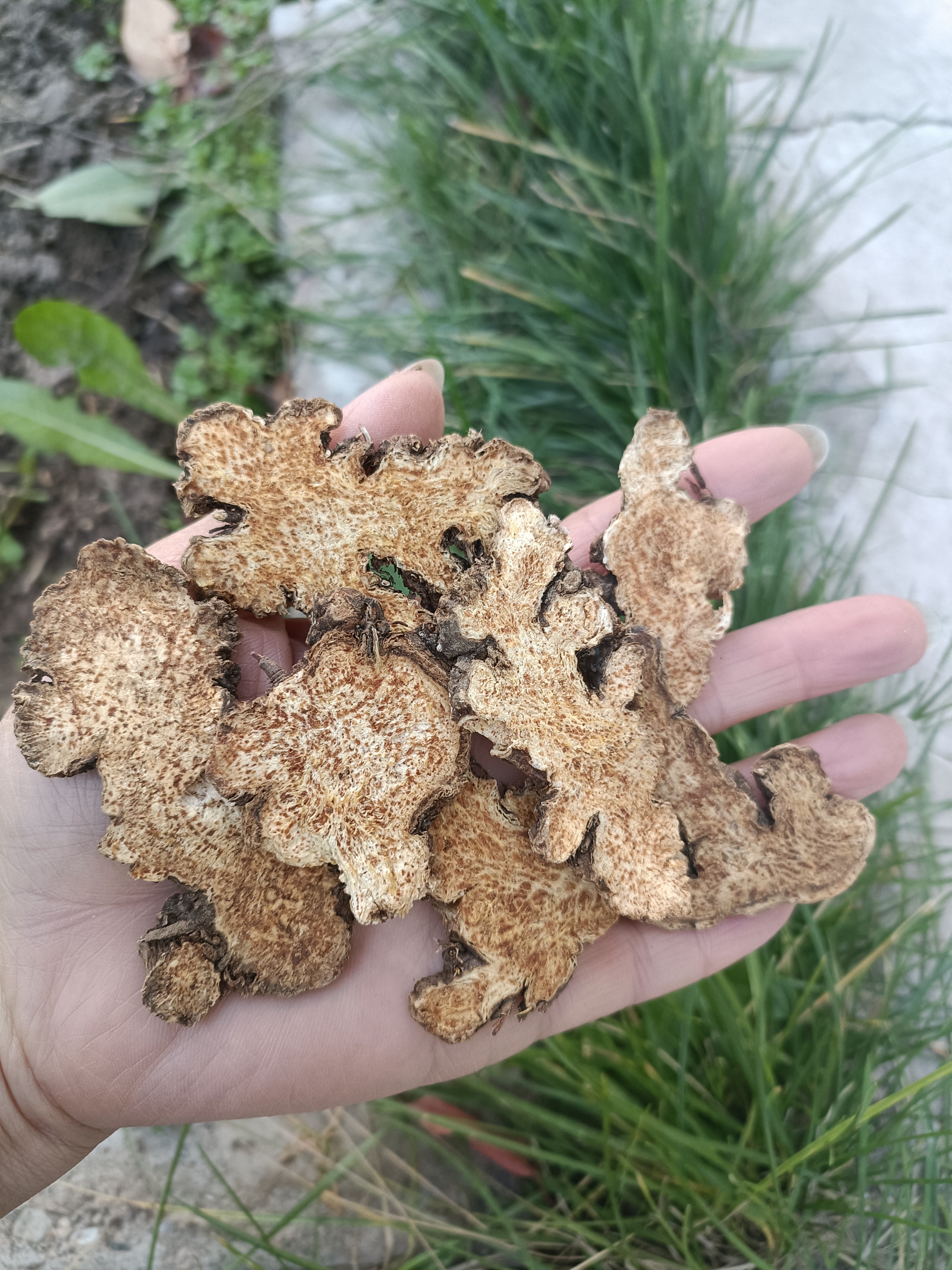 山货苍术~250——500克包邮