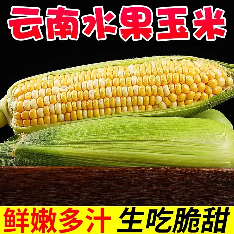 现摘云南水果玉米甜玉米嫩玉米浓郁多汁饱满新鲜玉米生吃爆浆整箱