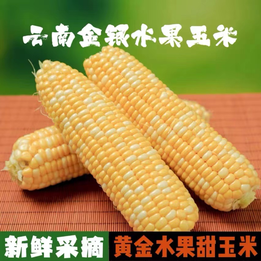 【小扬哥推荐】新鲜云南水果玉米香甜生鲜蔬菜榨汁甜嫩脆嫩玉米棒脆
