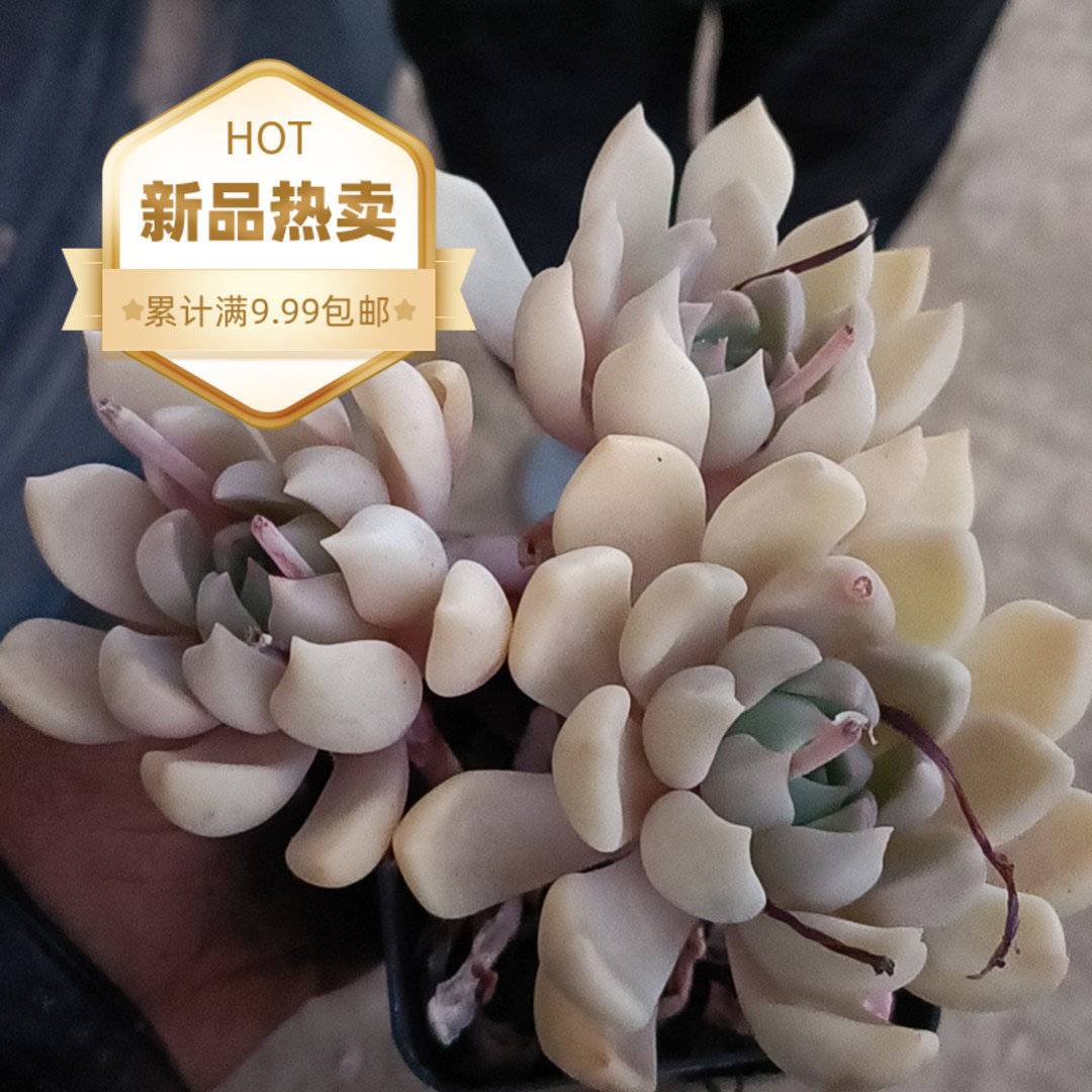 璀璨(本店累计拍满9.99包邮)吹吹多肉多肉植物老桩多肉耐寒