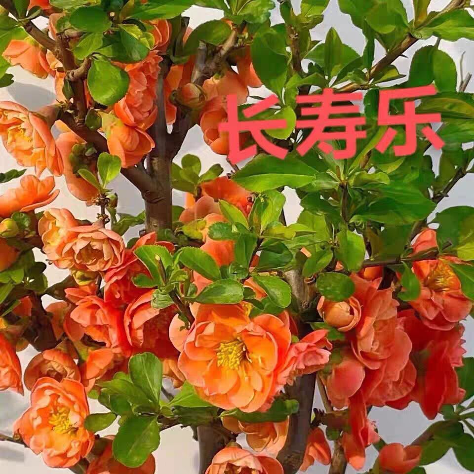 海棠盆栽长寿乐海棠长寿冠海棠复色海棠十二一重海棠