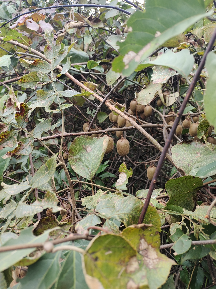 武隆野生猕猴桃小果6斤装