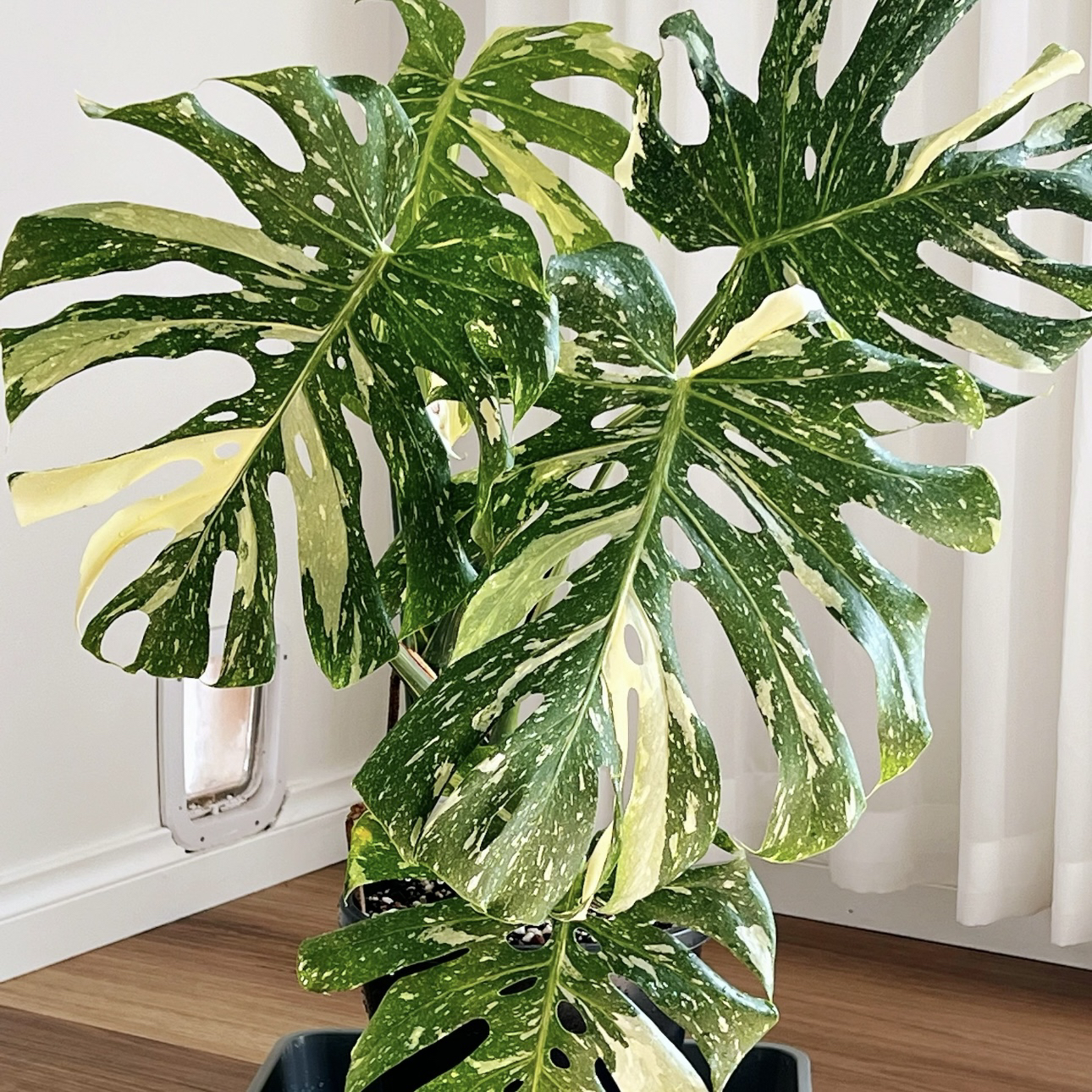 【一加仑特惠款！洒金龟背竹】轻奢小众好养好看好养轻盈灵动秋海棠