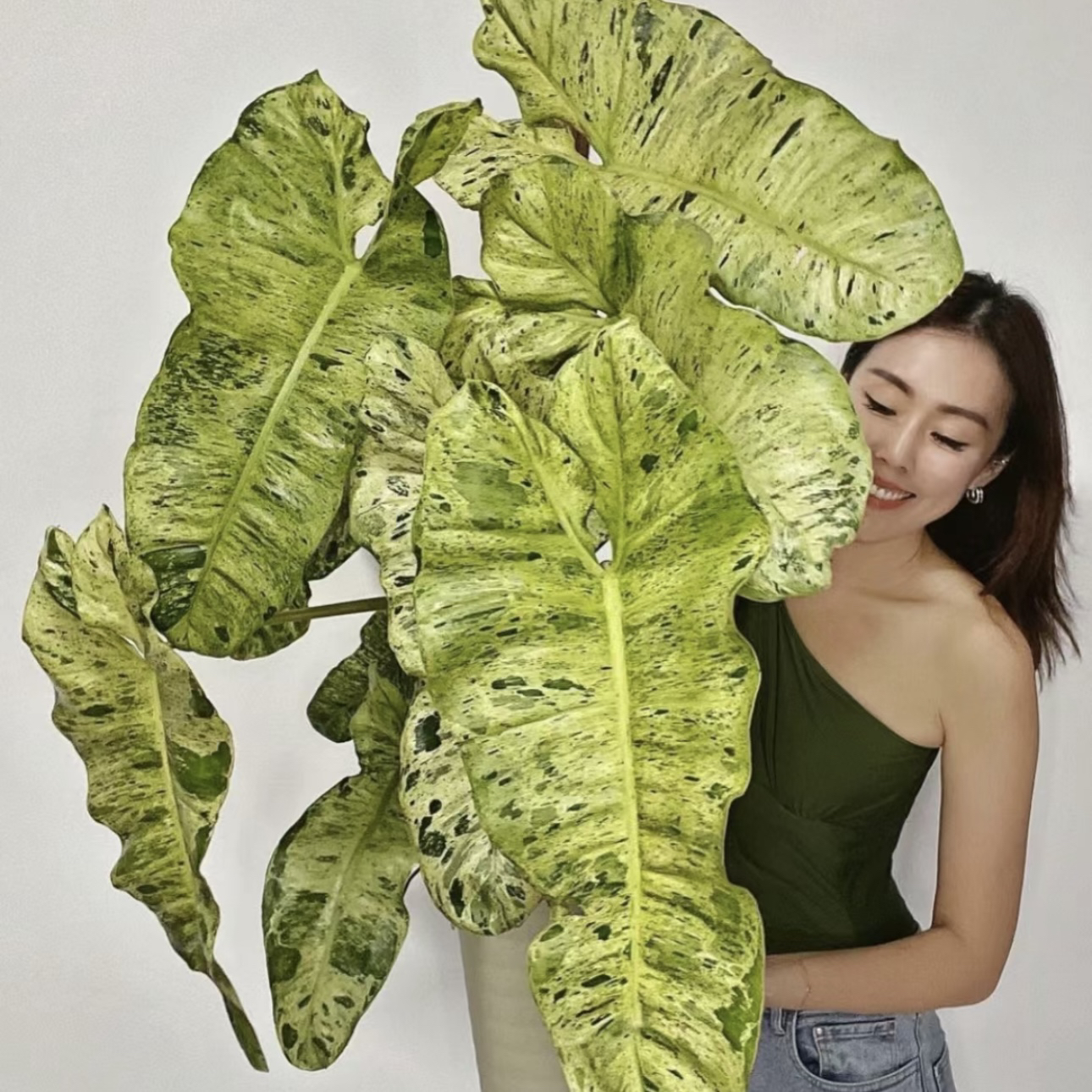 【绿天堂】蔓绿绒热植耐热多年生 超可爱绿植盆栽
