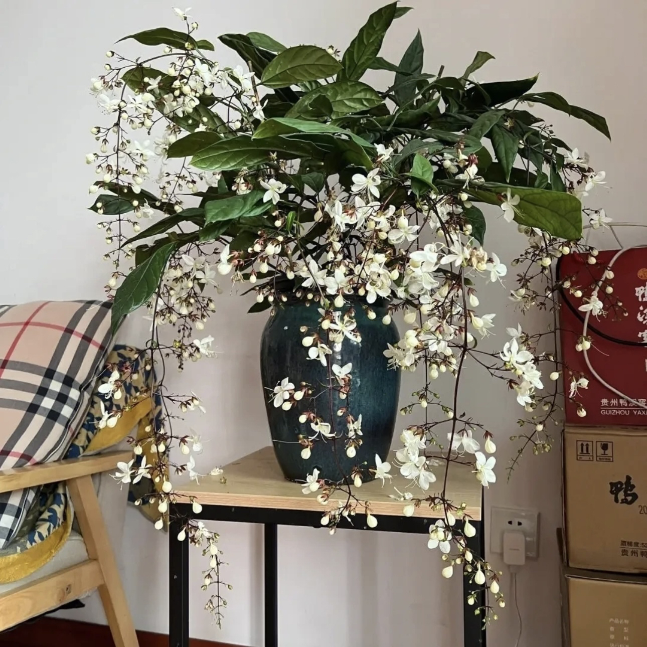 【青稞！垂丝茉莉】四季开花好看好养 当年开花绿植盆栽