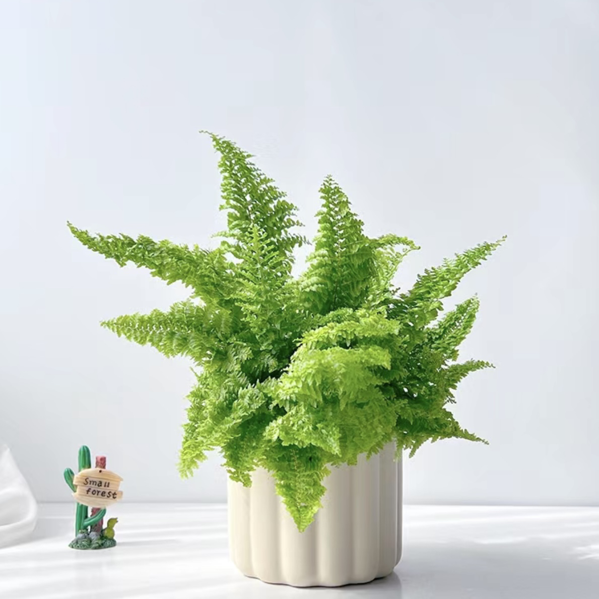 【130#棉花糖蕨】原盆发货室内ins风好看好养绿植盆栽