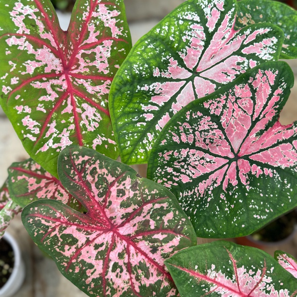 【130#彩叶芋 瑕疵】小众ins风超清新绿植盆栽