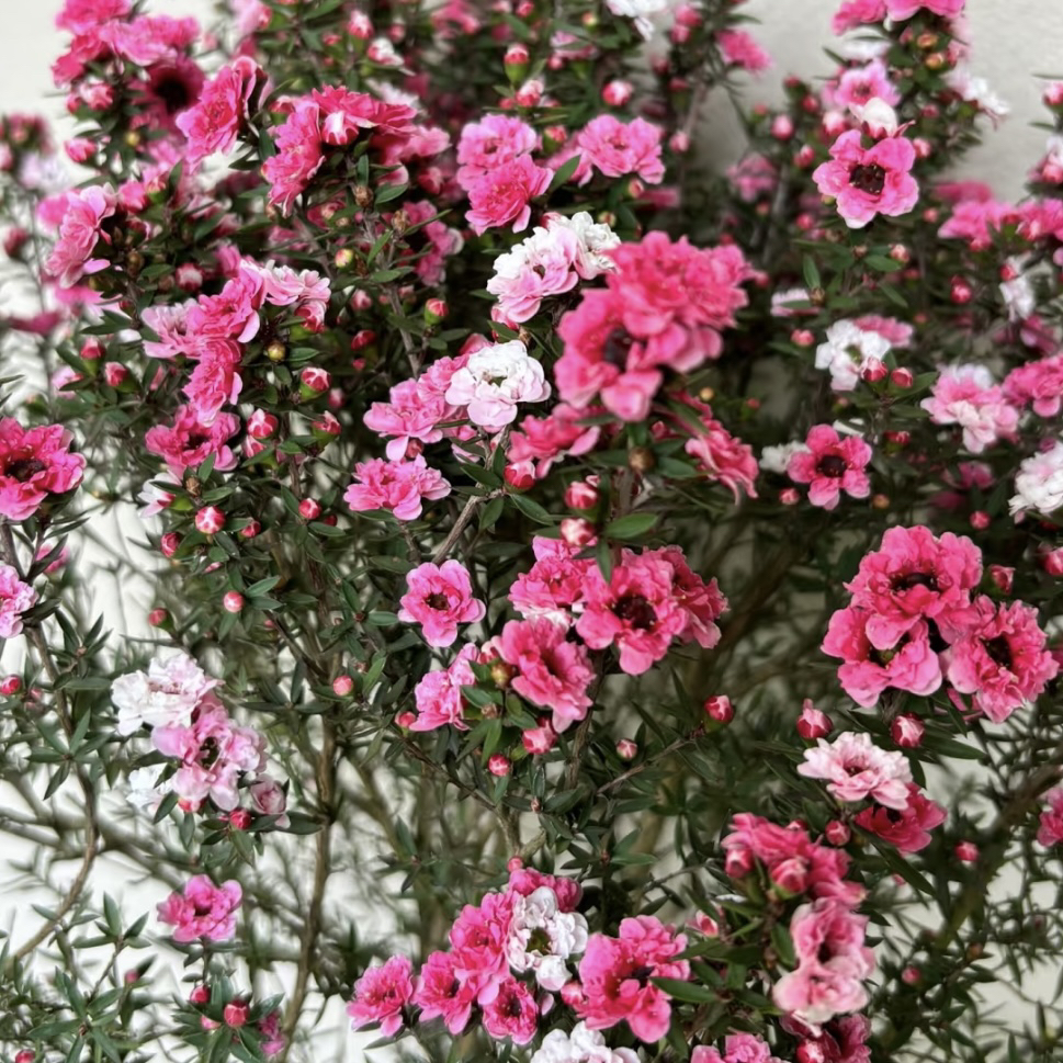 【松红梅】耐寒植物！好看好养冬日开花年宵花盆栽