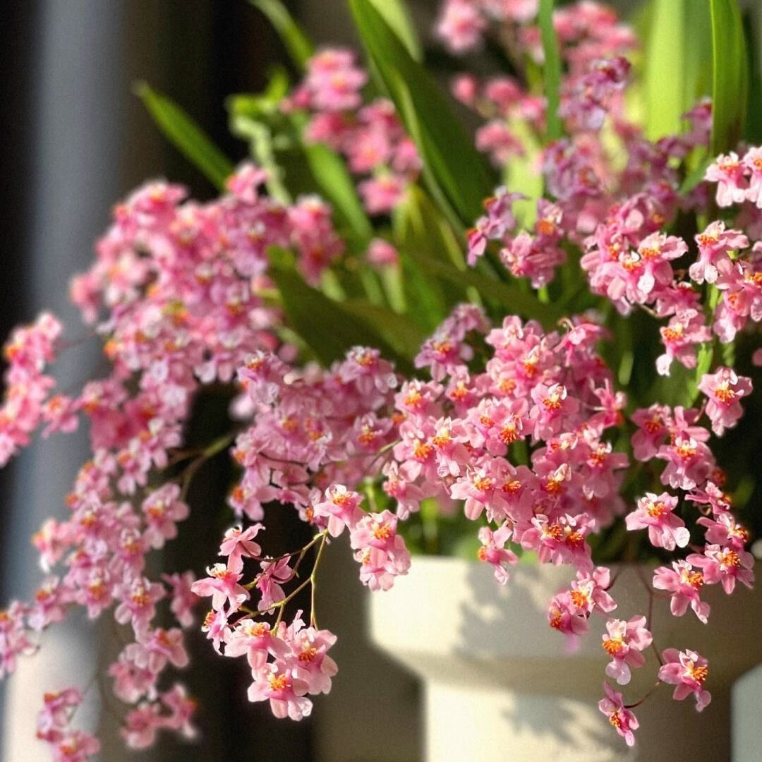 【A+】好品质光宗粉！甜香好养四季兰花绿植盆栽