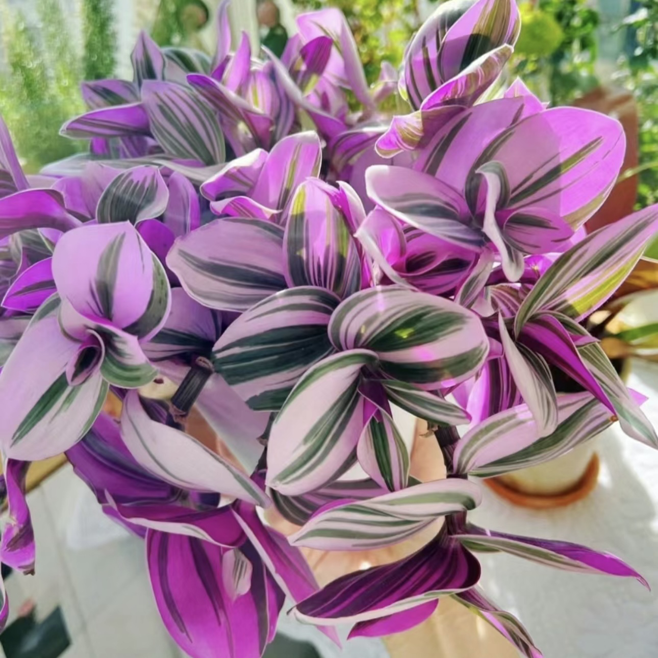 【油画婚礼】质感超仙儿的！好看好养新手入门