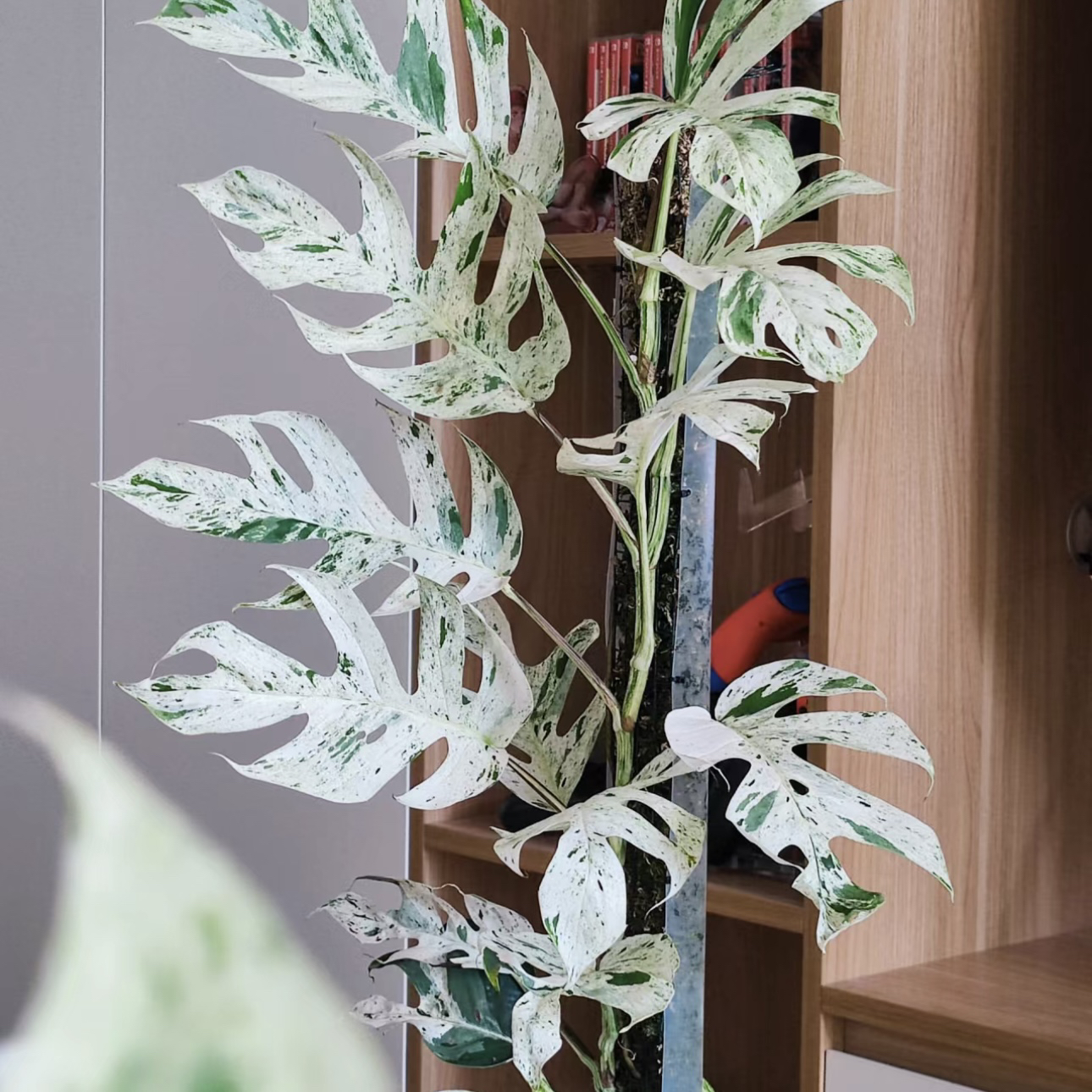 青山盆【薄荷·麒麟尾】ins风超高级！热植耐热多年生可爬藤