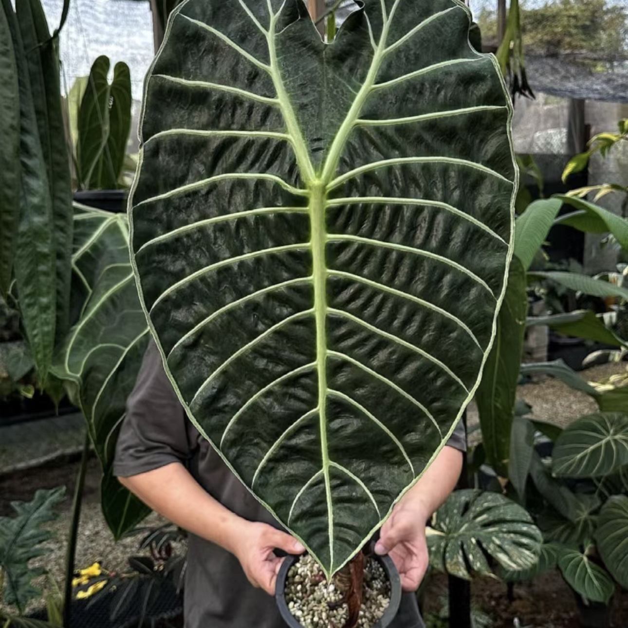 【沃森·海芋】一叶就有雨林感！ins风可水培绿植盆栽