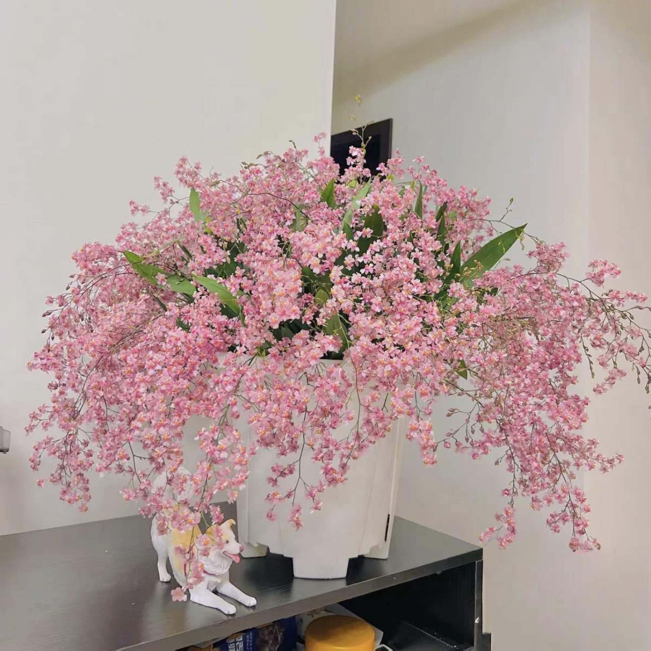 【光宗粉·梦香兰】浓香！小众ins风超清新绿植盆栽