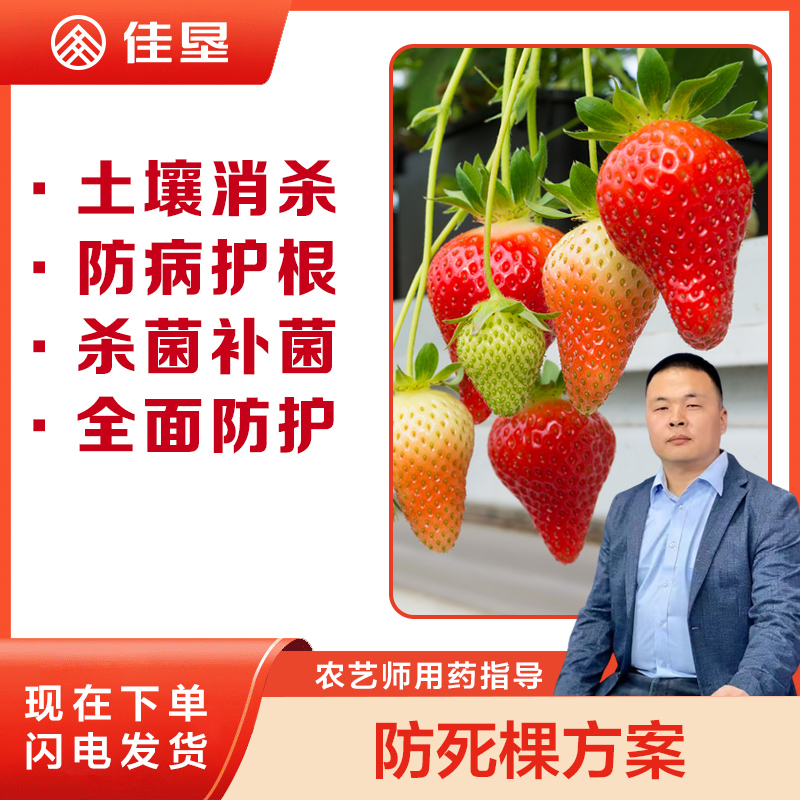 佳垦草莓防死棵三遍灌根方案较少死棵防治根部病害养根护根