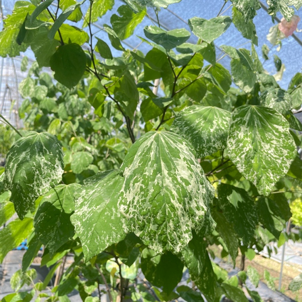 角落猫紫荆  Cercis can. 'Alley cat' 观叶紫荆多色庭院阳台