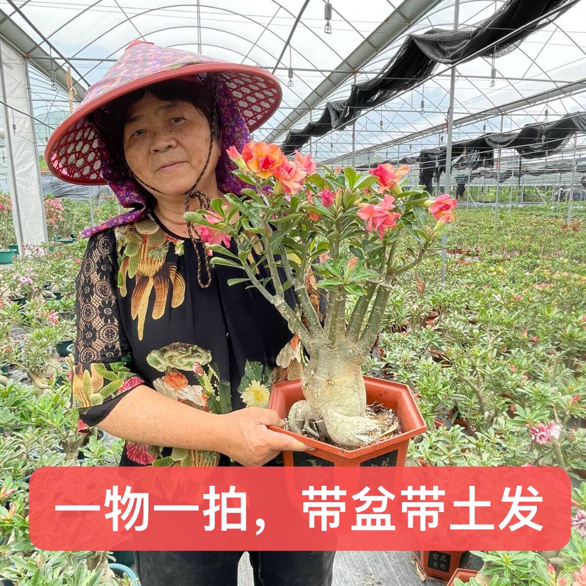 沙漠玫瑰大老桩多年生花卉盆栽基地直发懒人植物好养