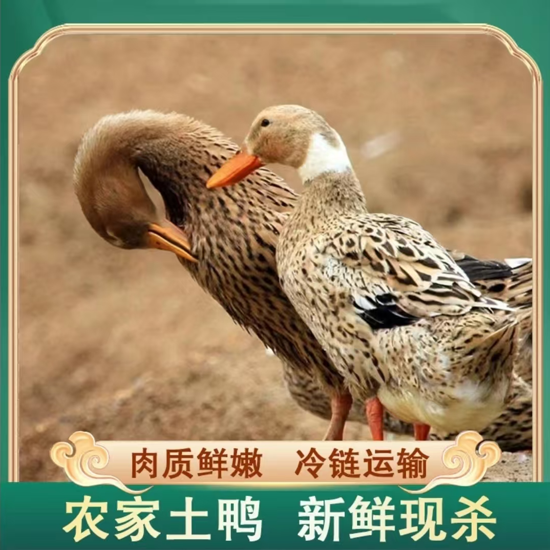 【八零后】农家散养土鸭  发3只净重共9-10斤 杀好冷链运输