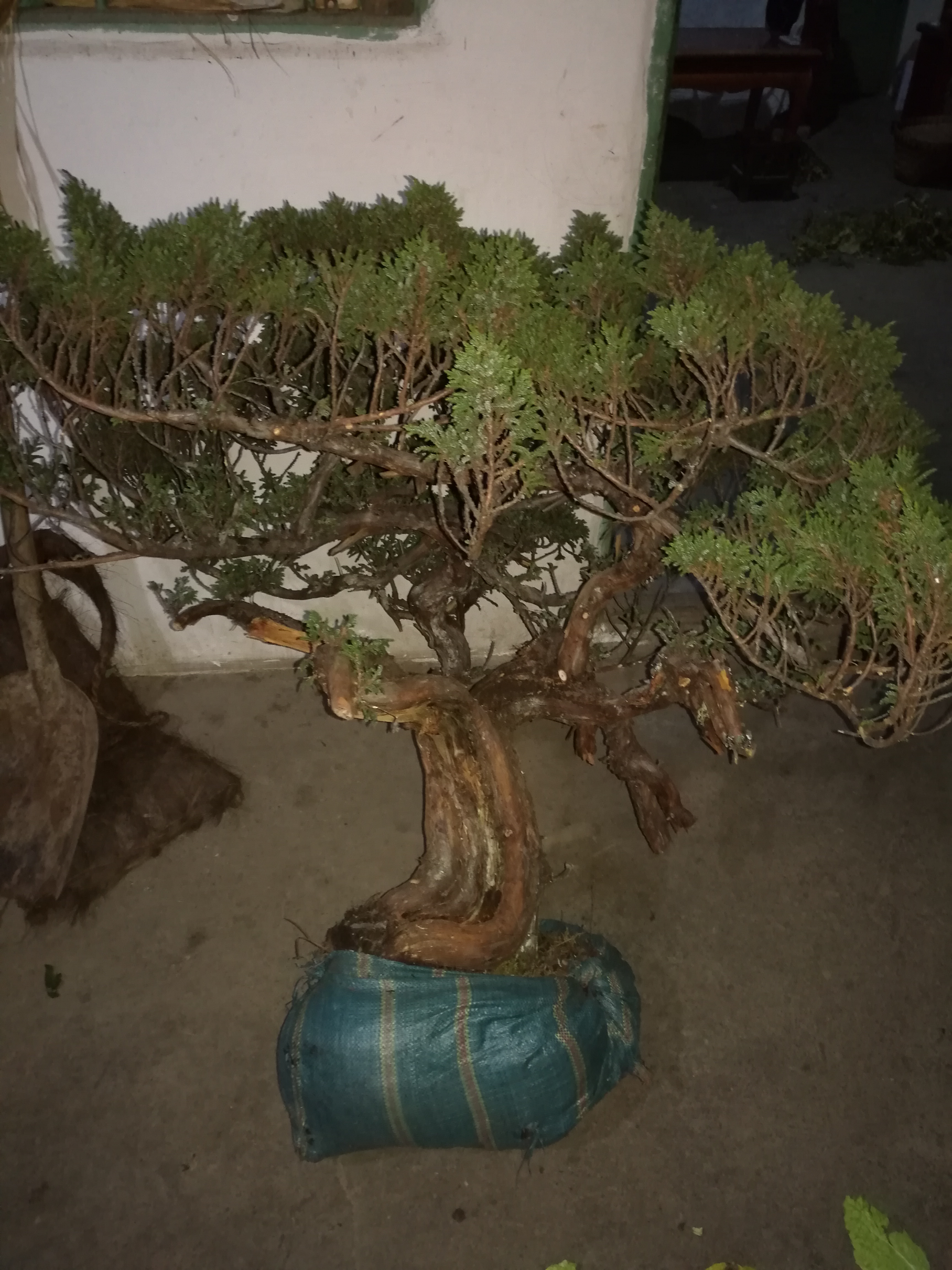 崖柏小叶金丝楠盆景制作