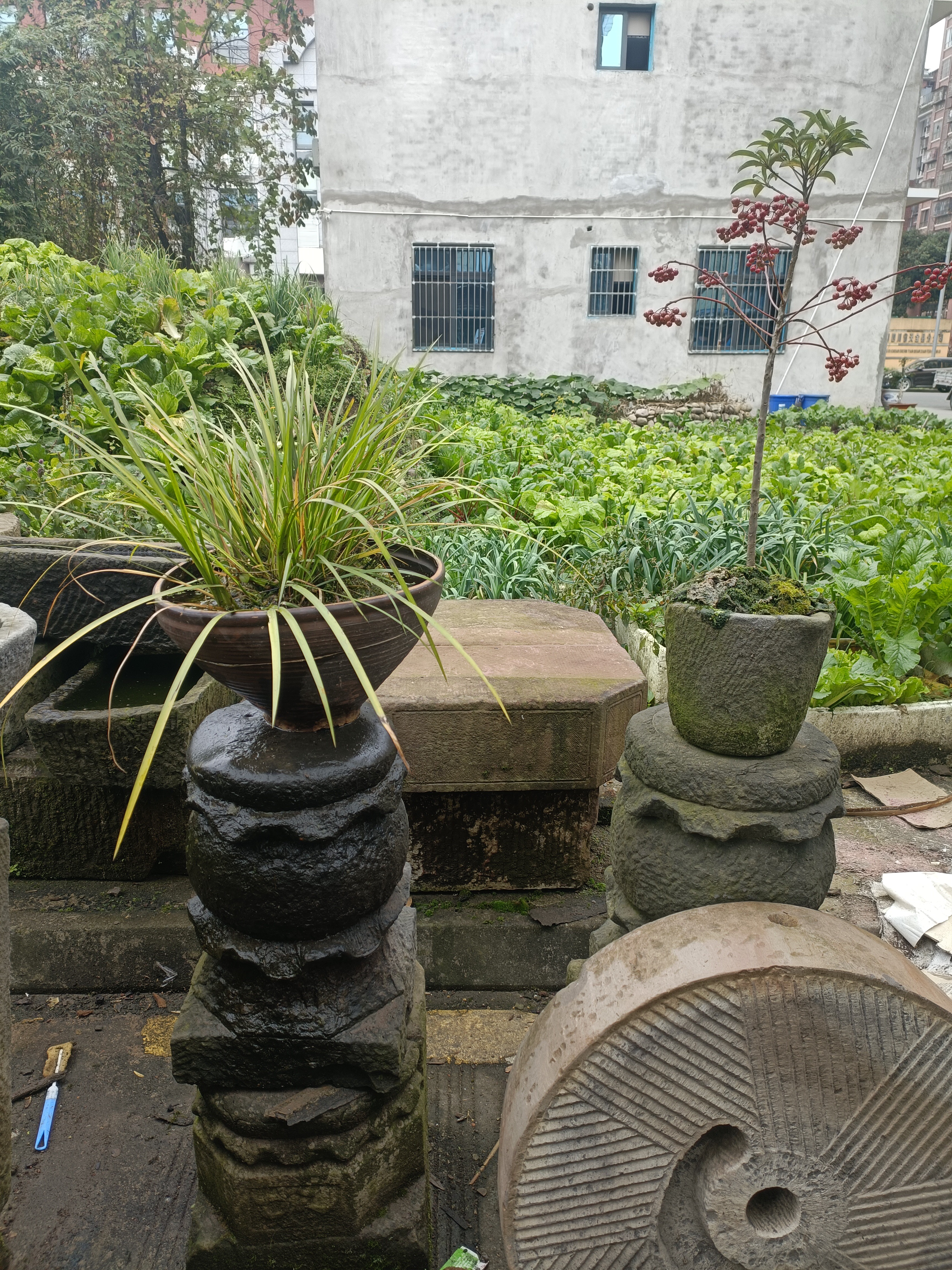 金丝楠木盆景制作