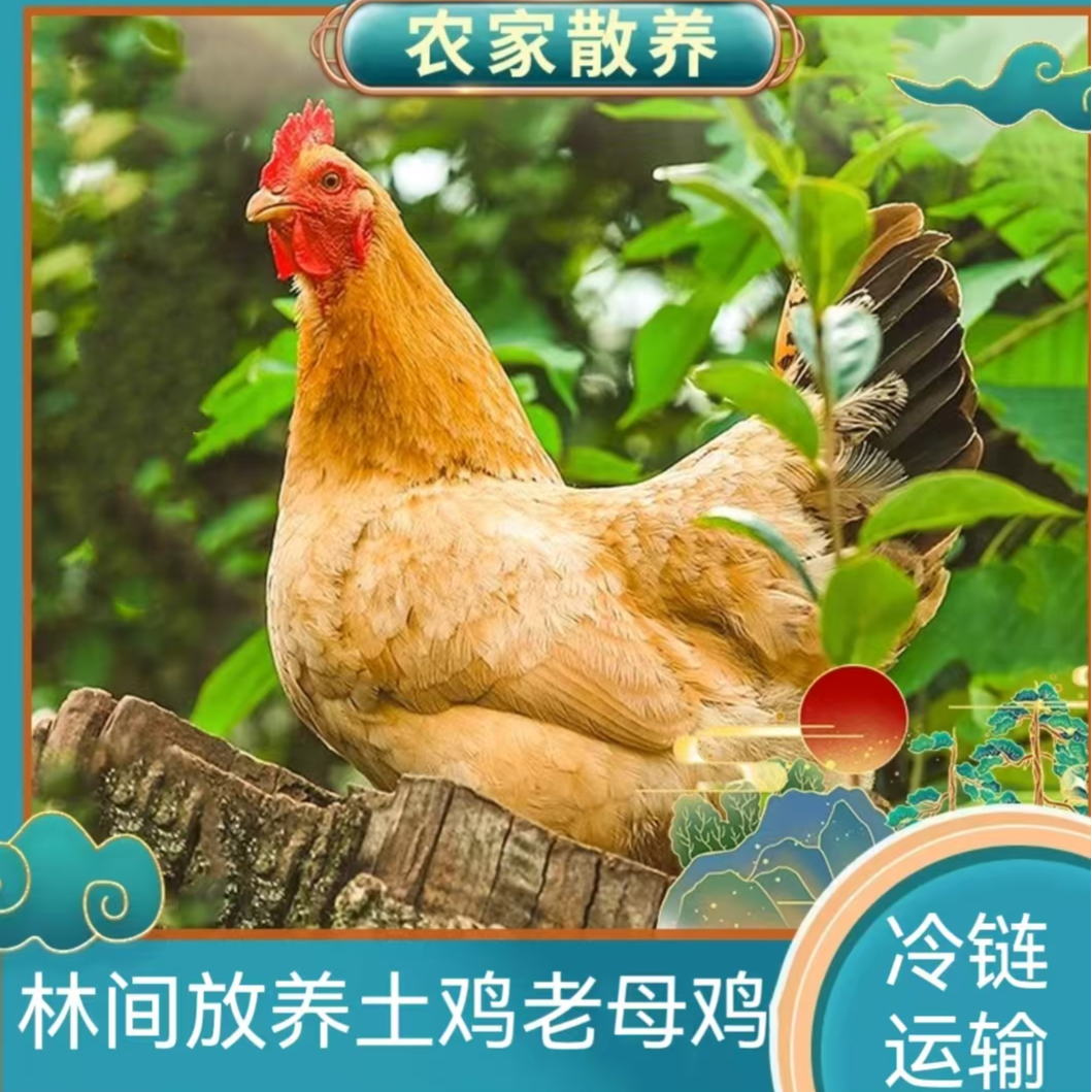  【静静家】买一送一农家放养三年黄油老母鸡 2只净重共5斤带内脏 