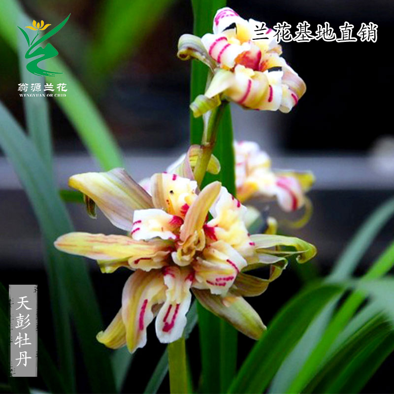 翁源兰花苗春兰天彭牡丹开花浓香型室内客厅新手好养花卉绿植盆栽