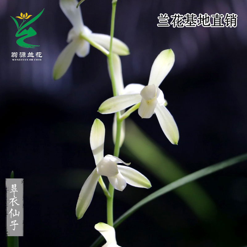 翁源兰花苗精品四季建兰小宫粉翠衣仙子浓香型室内盆栽绿植好养活