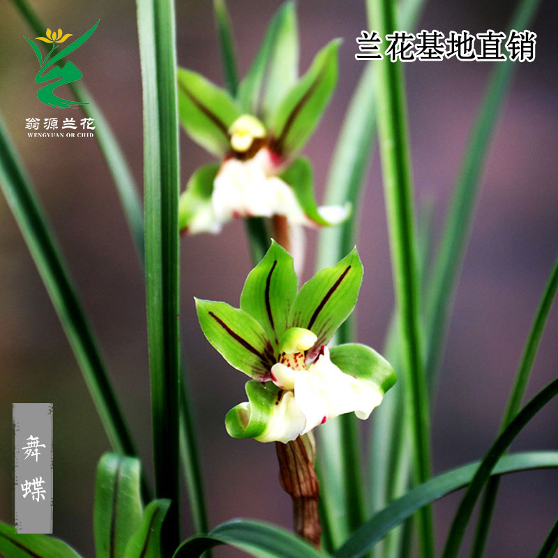翁源兰花苗春兰舞蝶奇花细叶带花浓香型好养室内客厅绿植花卉盆栽